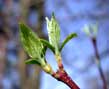 roughleaved dogwood