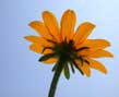 rudbeckia below