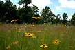 rudbeckia meadow