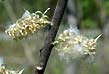 willow, female flowers