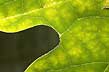 sassafras, leaf form