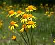 golden ragwort