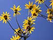 golden ragwort