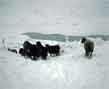 sheep in snow