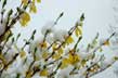 april snow on forsythia