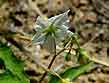 black nightshade