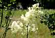 tall meadow rue, flowers