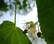 linden blossoms