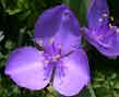 spiderwort