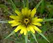 yellow salsify