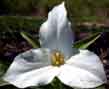 may trillium