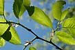 slippery elm, leaves