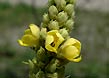 common mullein