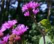 ironweed