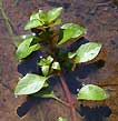 spring speedwell