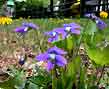 violets, dandelions