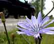 wayside chicory