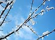 wet snow, blue sky