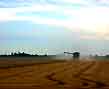 wheat harvest