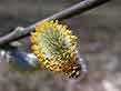 willow catkin