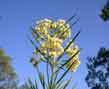 whorled milkweed