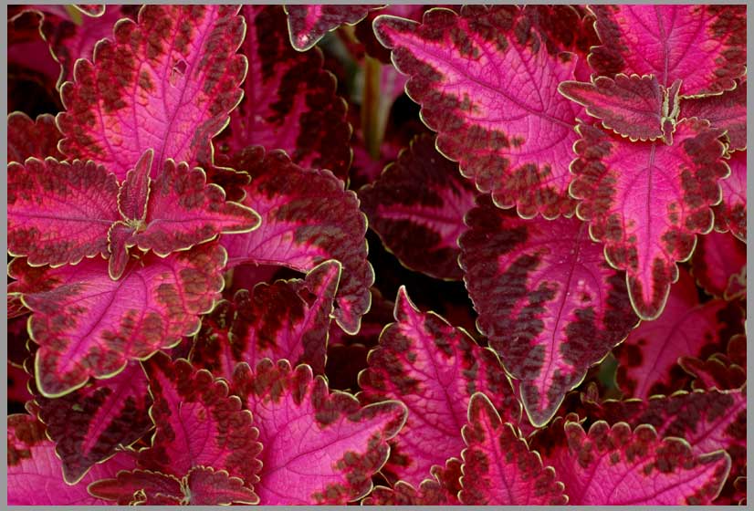 coleus leaf articulation