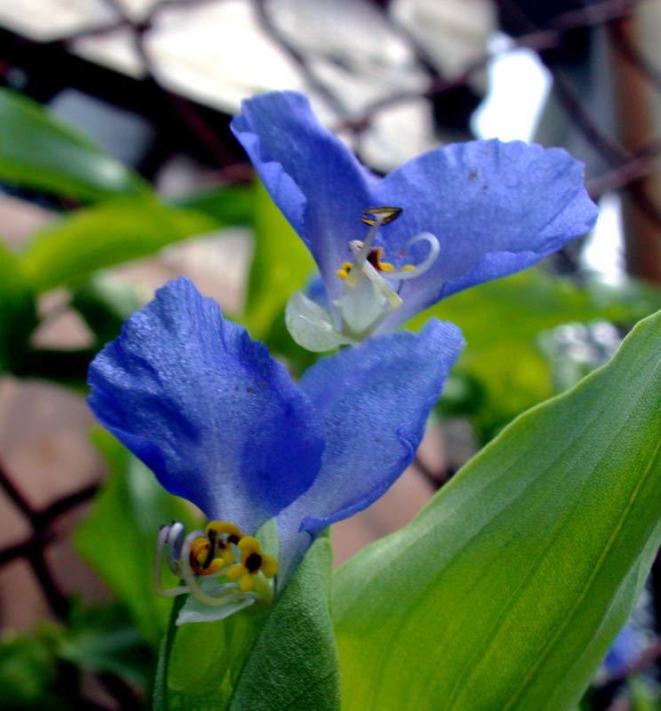 asiatic dayflowers