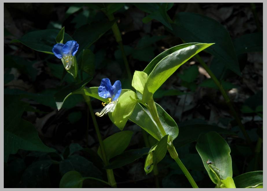 asiatic dayflower