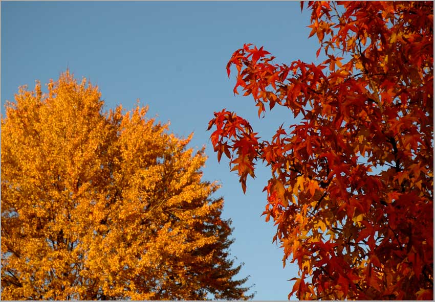 contrast, maple-sweetgum