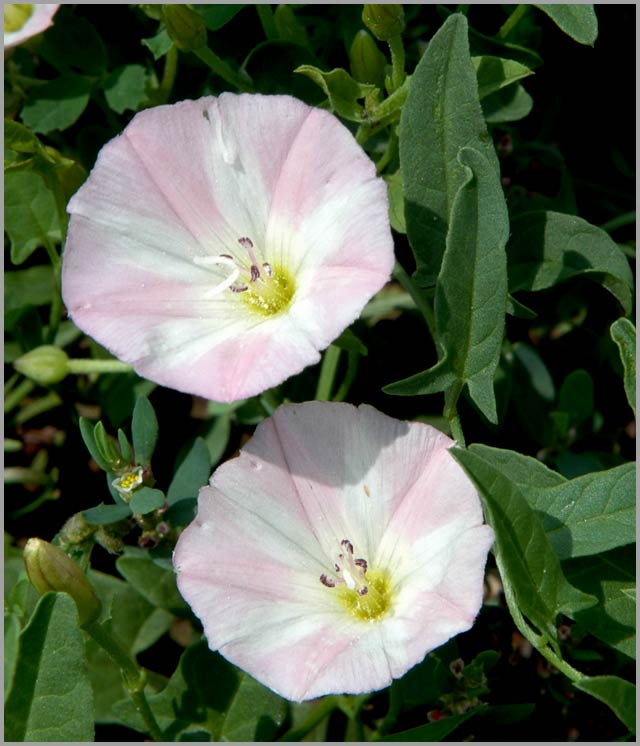 field bindweed duo