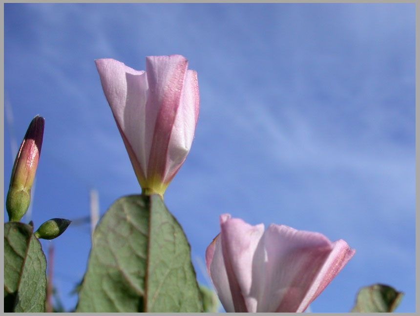 field bindweed