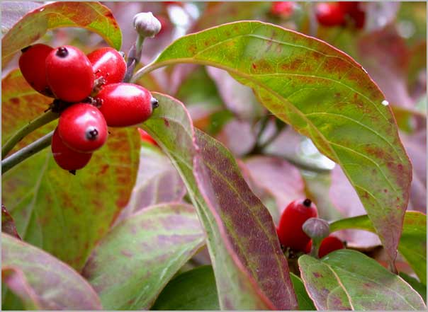 dogwood fall