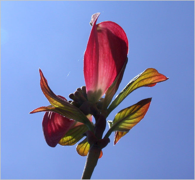 flowering dogwood