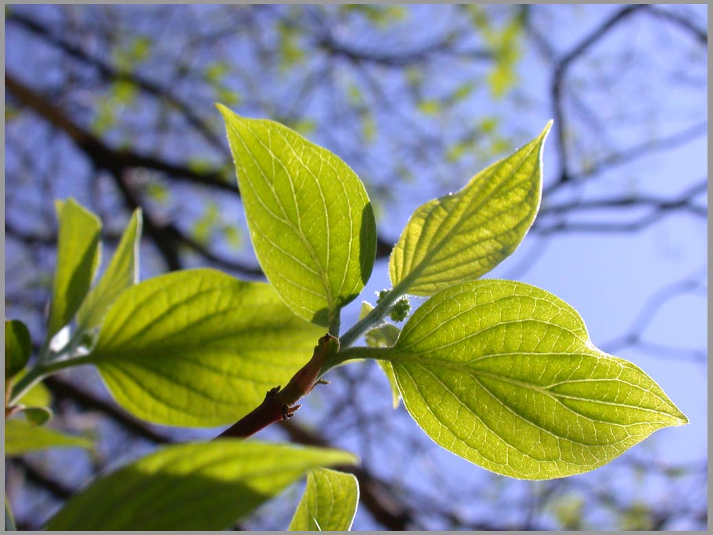 roughleaved dogwood