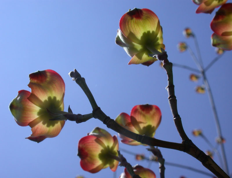 dogwood spring