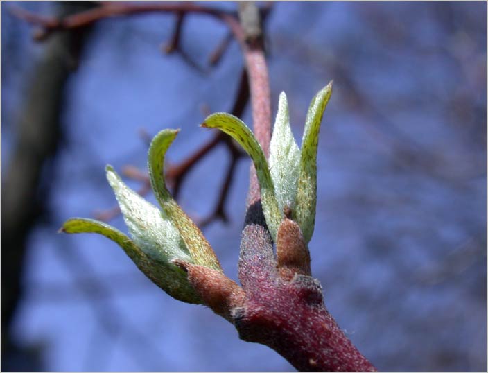 roghleaved dogwood