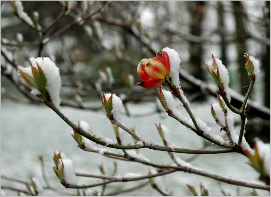 snow on dogwood