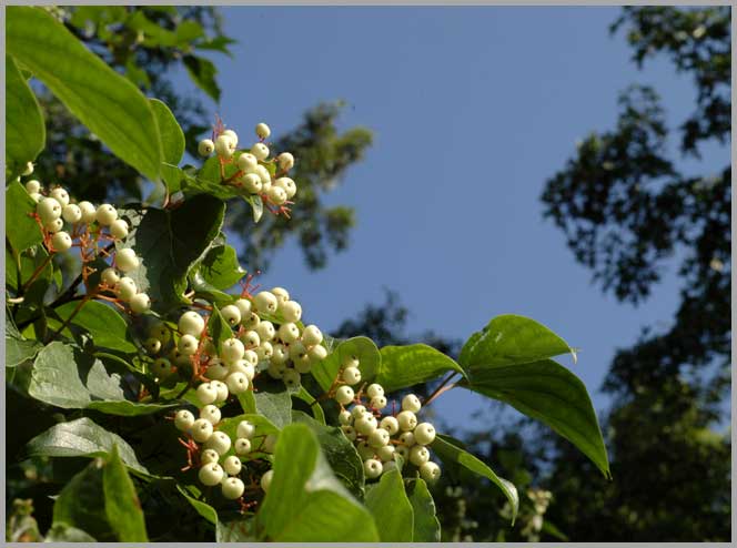 september dogwood