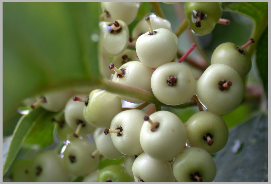 dogwood, drupes