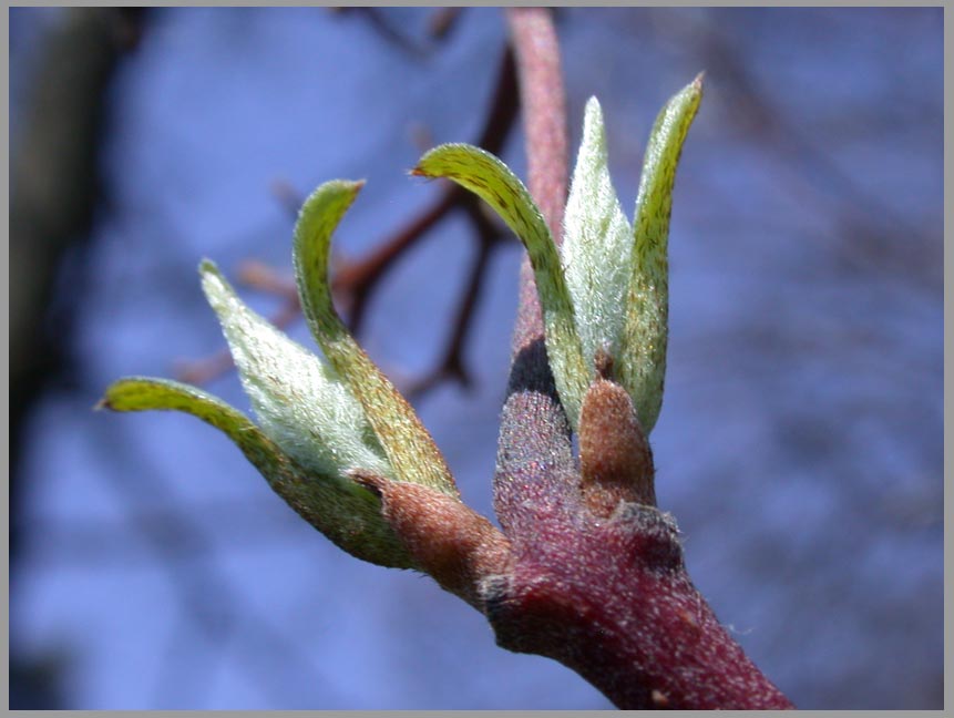 willow flowers