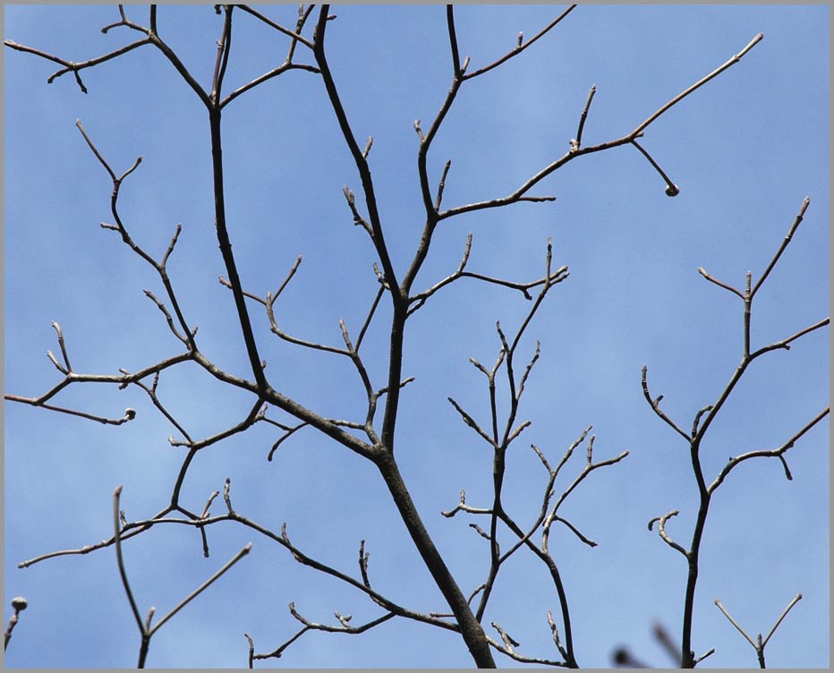 dogwood twigs