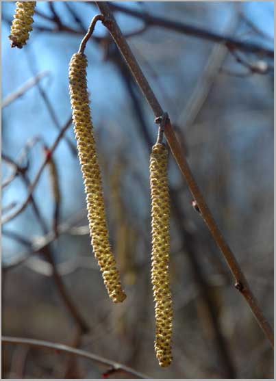 american hazelnut, male flowers