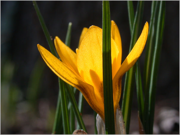 first crocus