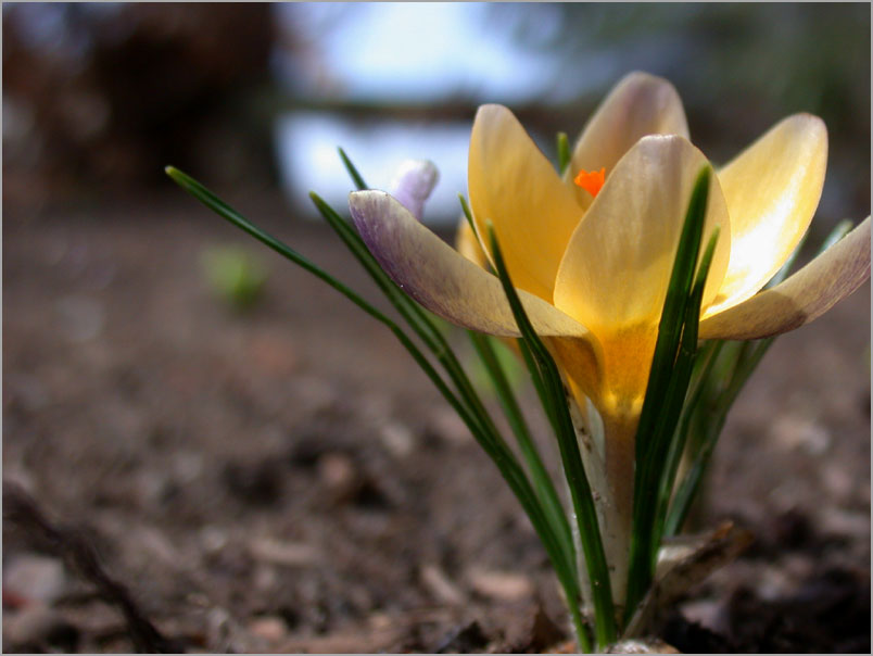 spring crocus