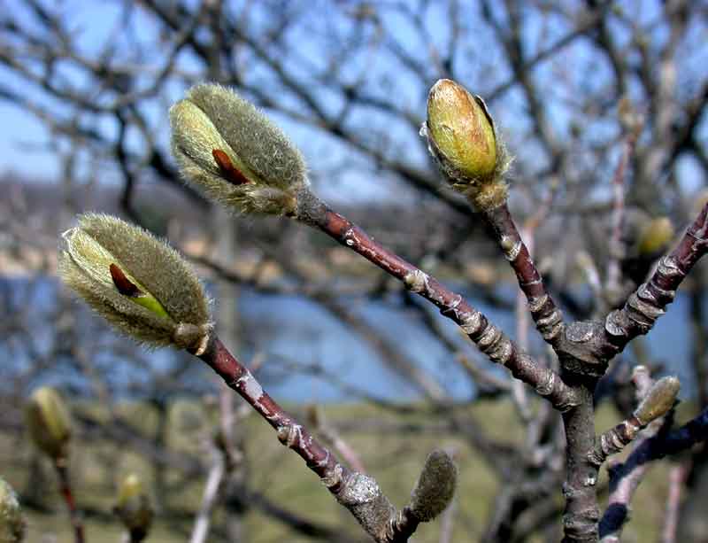 buds, cucmber tree