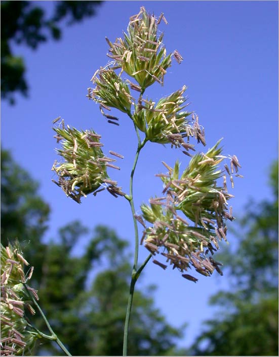 orchard grass