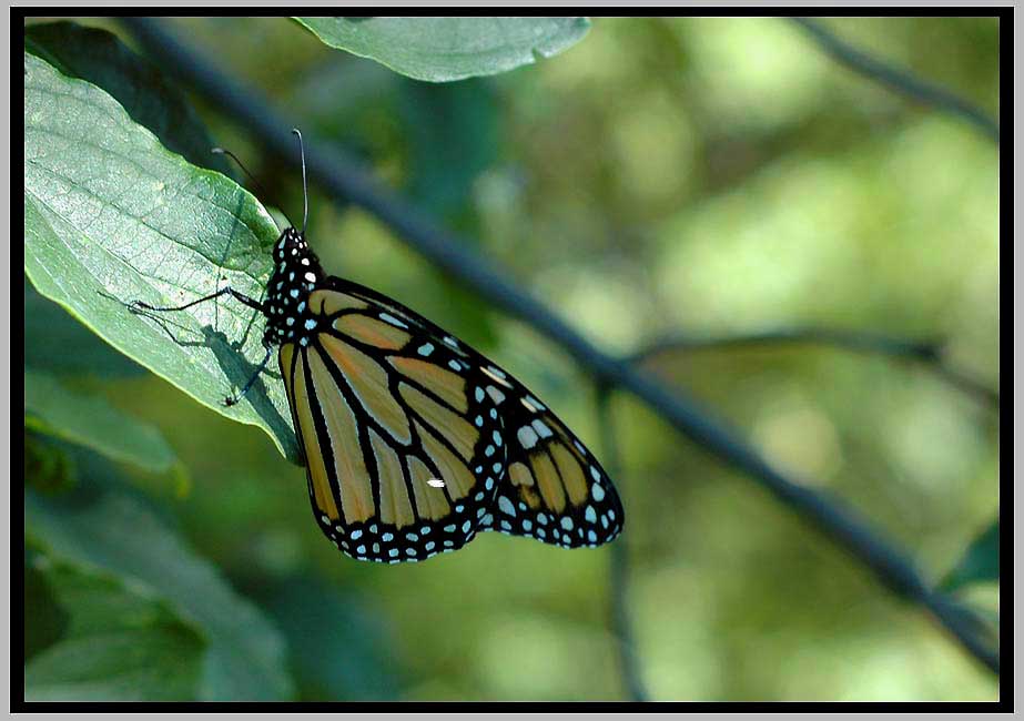 danaus plexippus