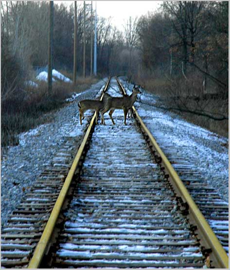 deer crossing