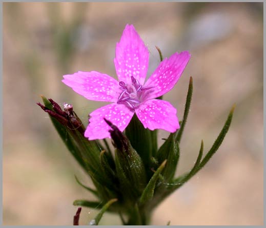 dianthus armeria