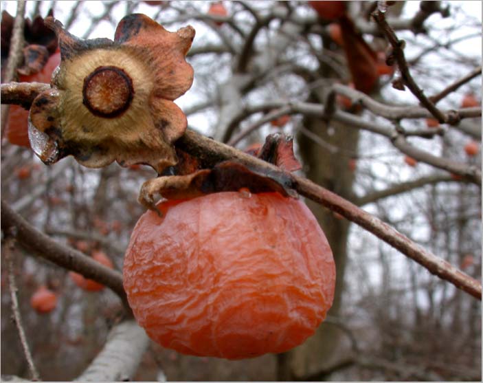 common persimmon